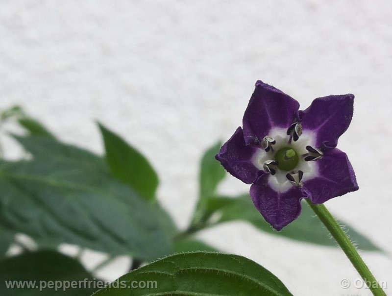 rocoto-marlene_001_fiore_22.jpg
