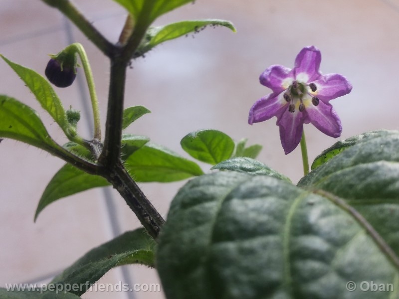 rocoto-marlene_001_fiore_27.jpg