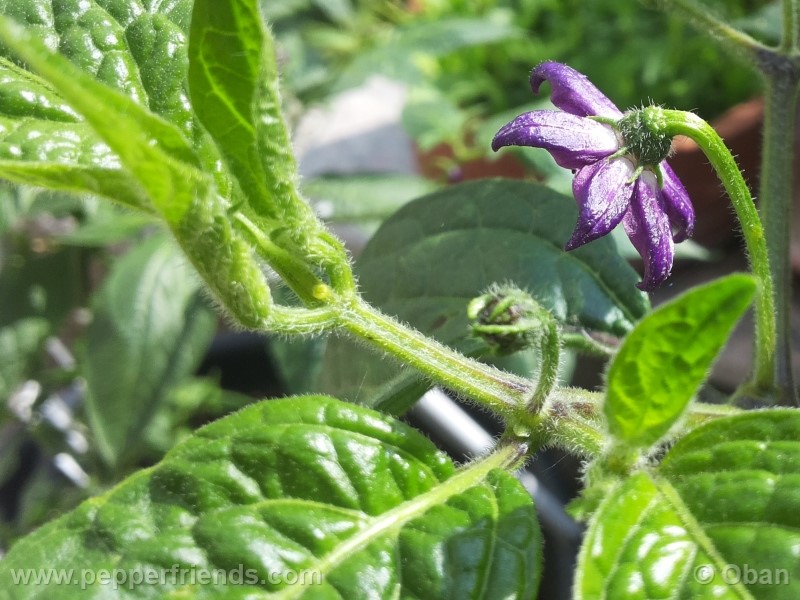 rocoto-marlene_001_fiore_29.jpg