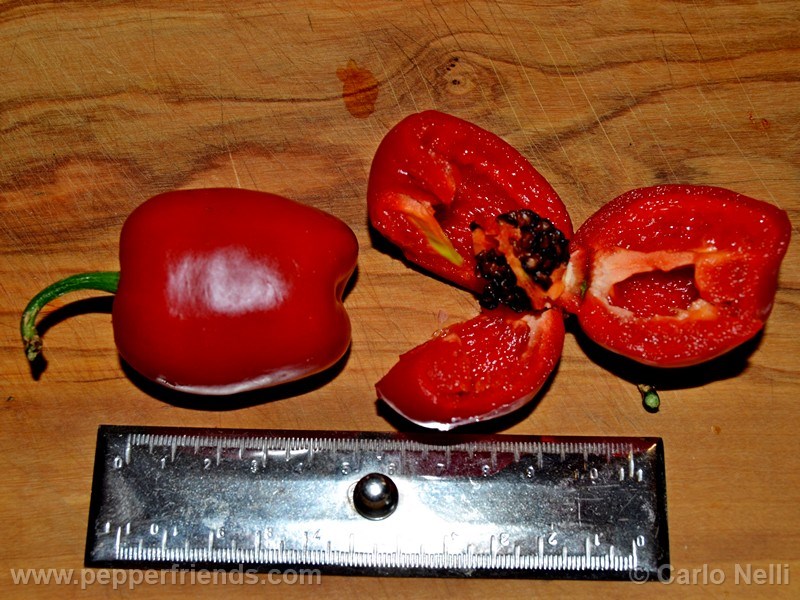 rocoto-bigapple_001_frutto_07.jpg