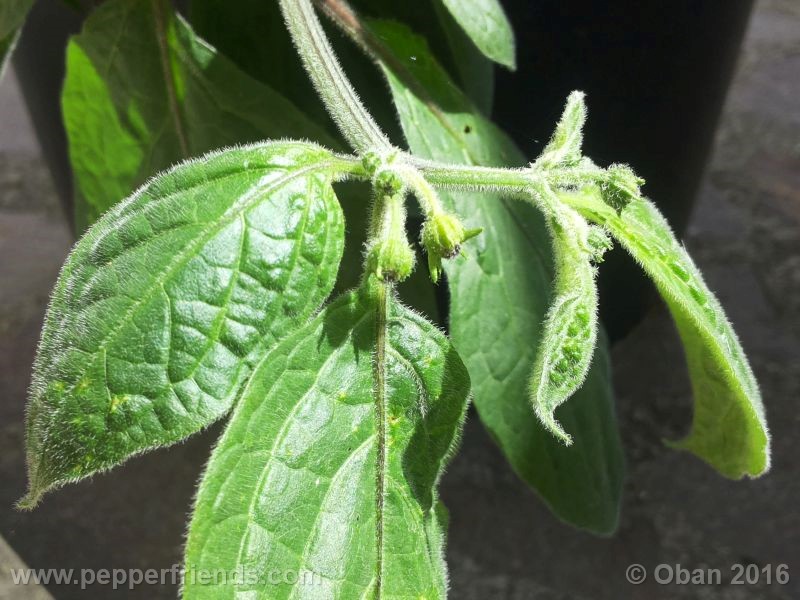 rocoto-bigapple_002_fiore_08.jpg