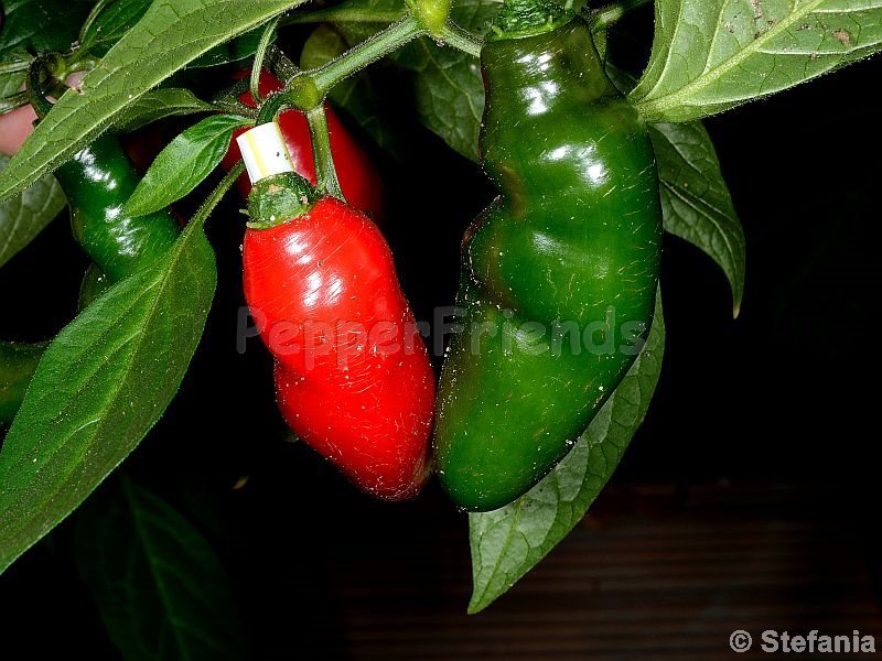 rocoto-otavalo_001_frutto_03.jpg
