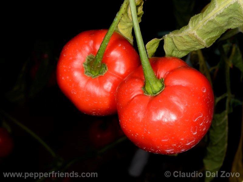 tena_001_frutto_02.jpg