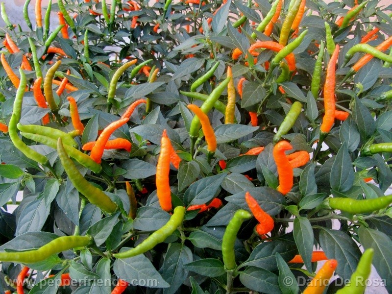 thai-orange_001_frutto_10.jpg