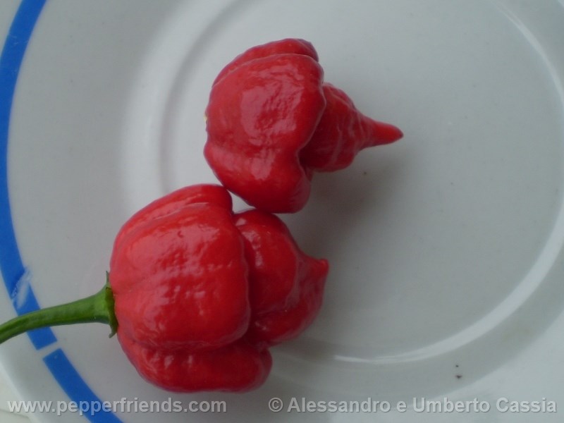 tscorpion-butcht_001_frutto_02.jpg