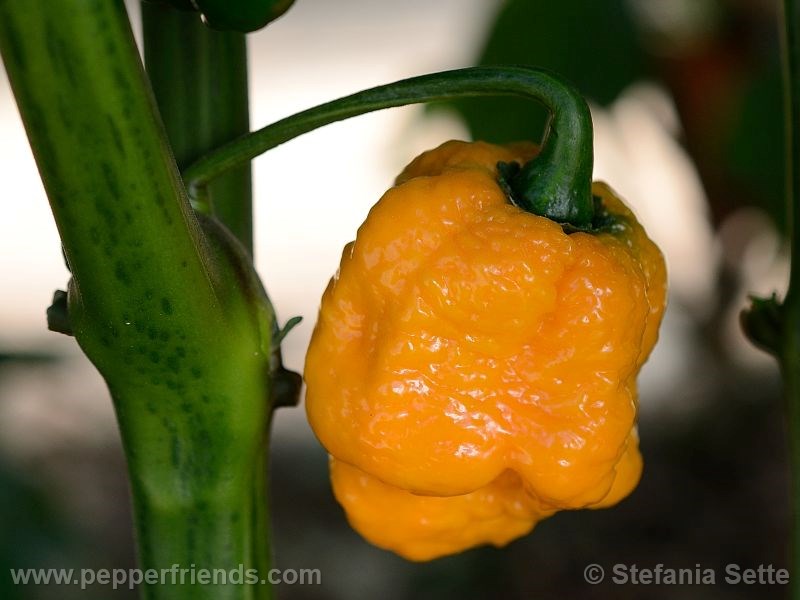 tsmorouga-yellow_001_frutto_07.jpg