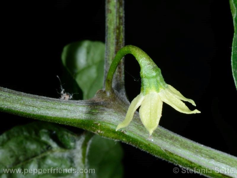 vanuatu_002_fiore_01.jpg