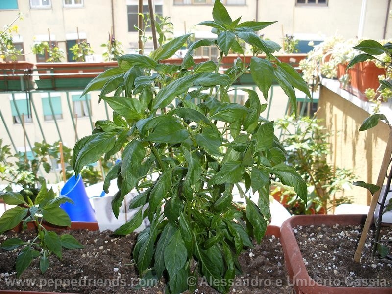 yemennord-arancio_001_pianta_02.jpg