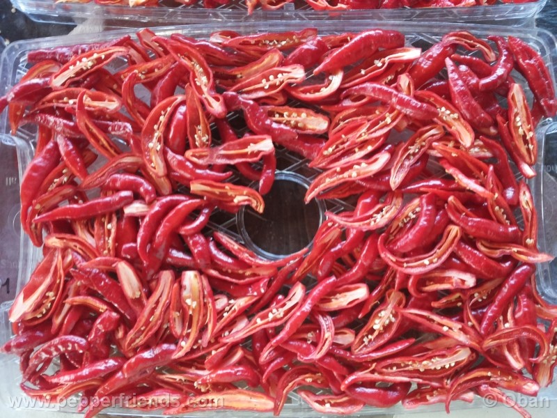 yorkshire-naga-drop_001_frutto_30.jpg