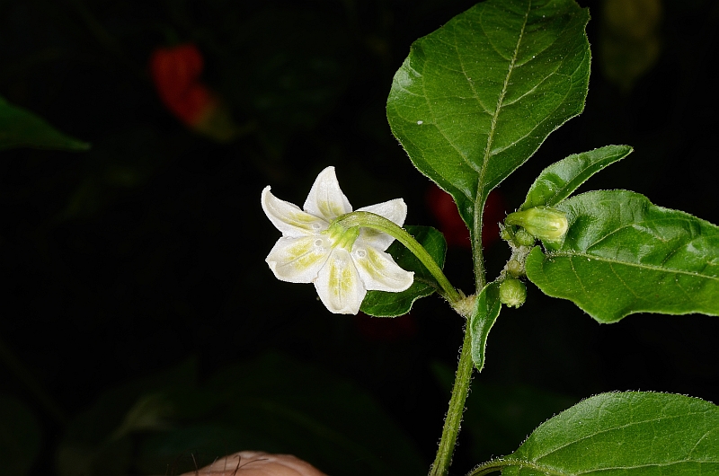 baccatum_fiore_laterale_aji.jpg