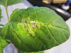 edema  / enazioni su Tomatillo (Physalis philadelphica)