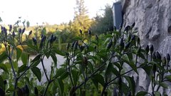 Chillies from Postojna