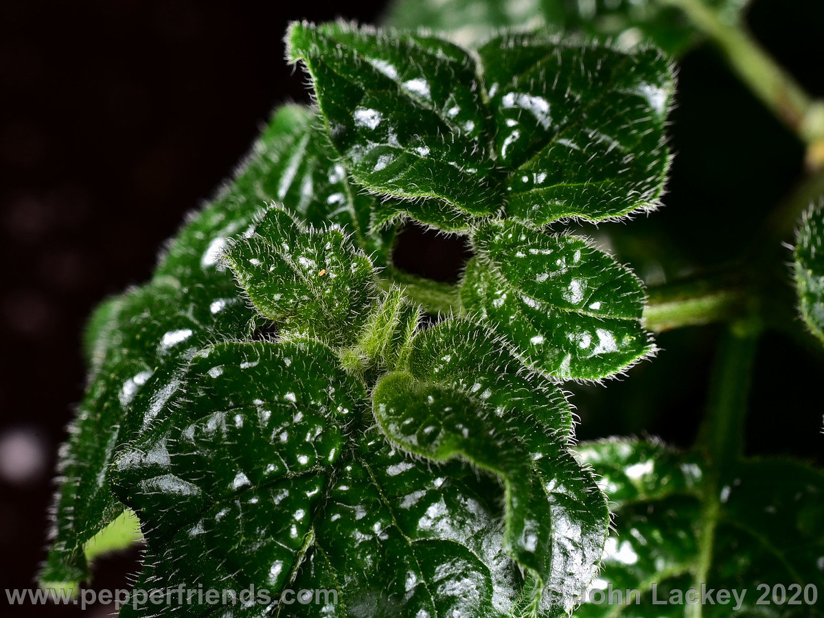 DSC_3517.JPG.152b1ce34fa20da10918e3cab942098e.JPG