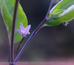 Purple corolla - Capsicum chacoense