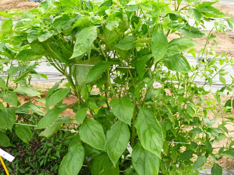 BhutJolokiamulatto.jpg