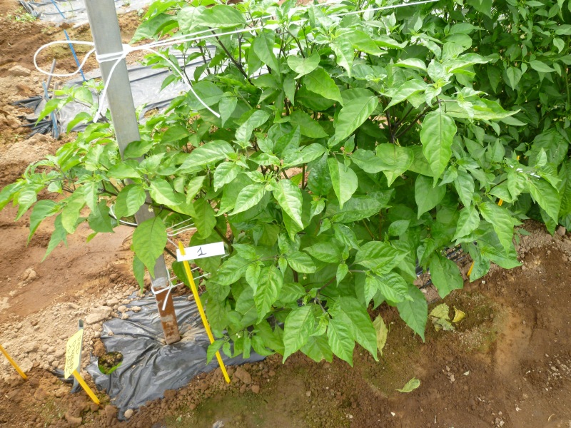 CarolinaReaper_1.jpg
