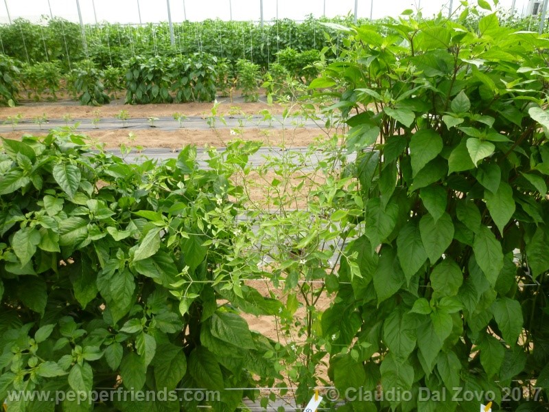 ChiltepinAmarillo.jpg