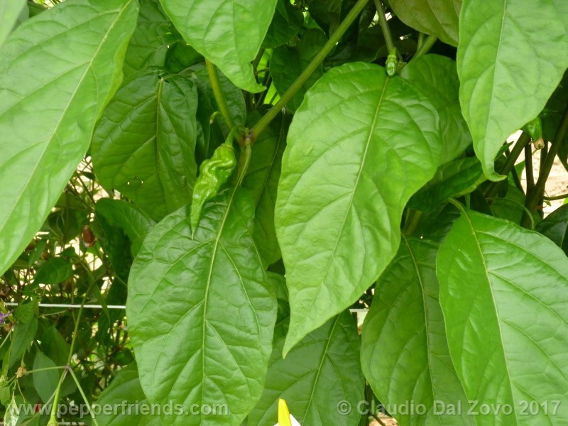 HabaneroHotLemon.jpg