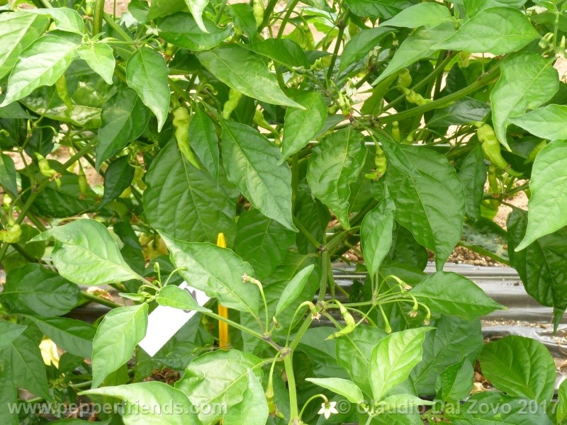 Murupi.jpg