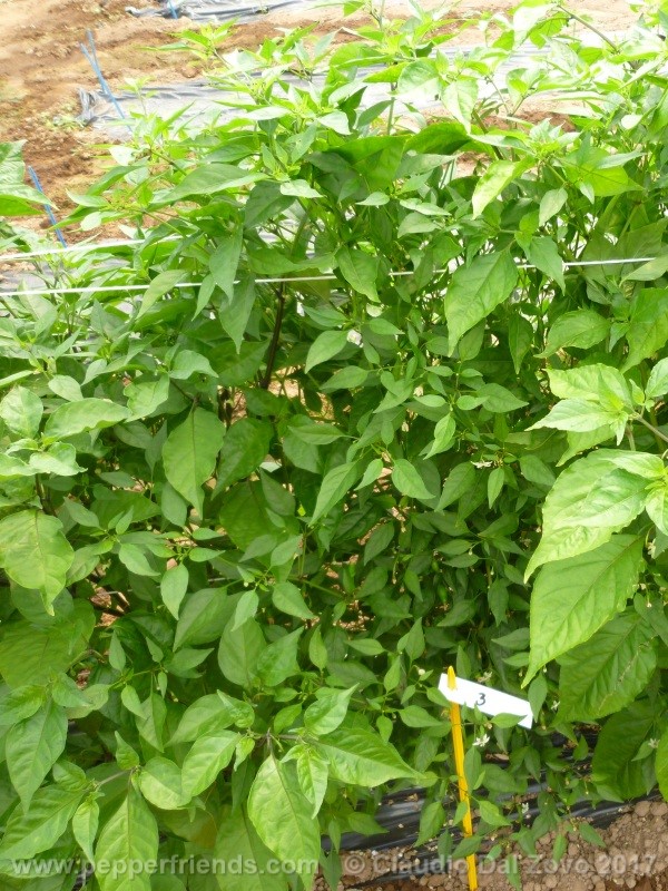 ShortYellowTabasco.jpg