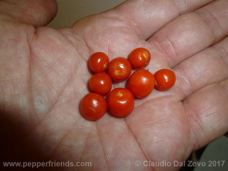 fruttilanceolatum.jpg