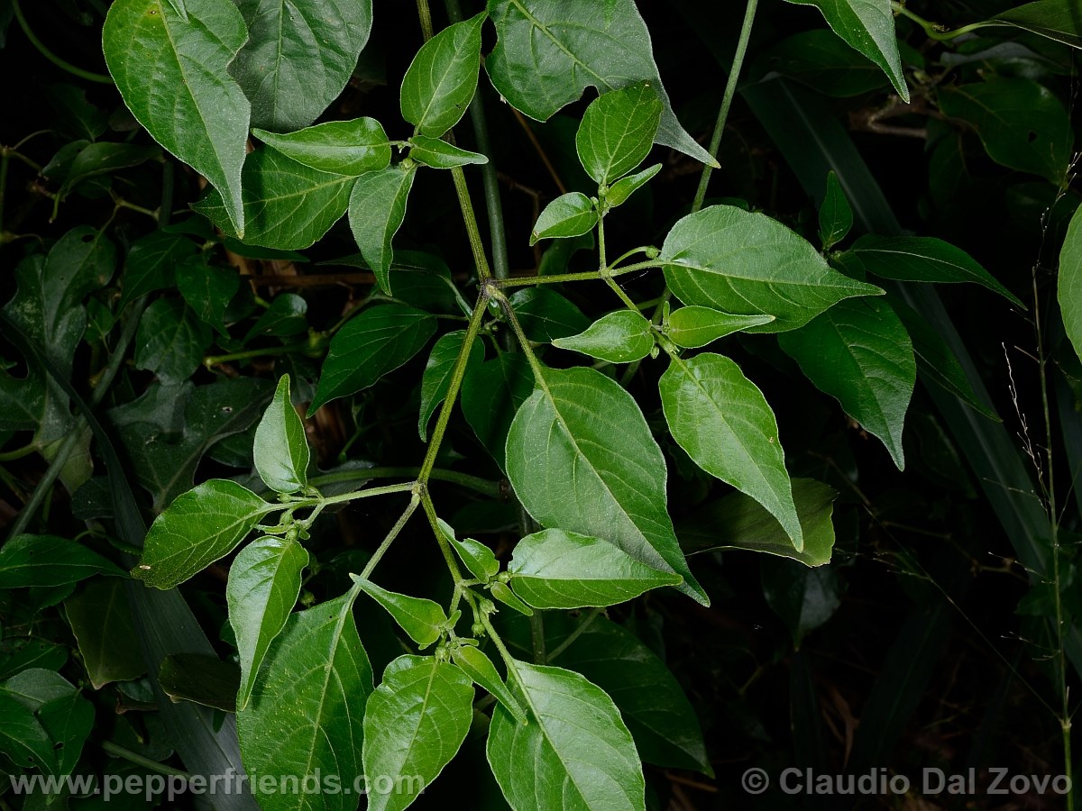 baccatumbaccatum03.jpg