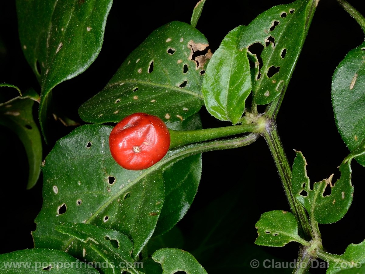baccatumbaccatum04.jpg