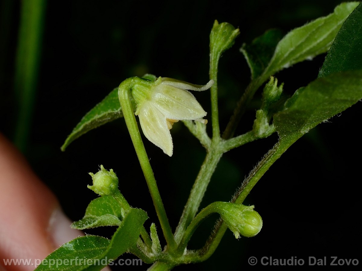 baccatumbaccatum08.jpg