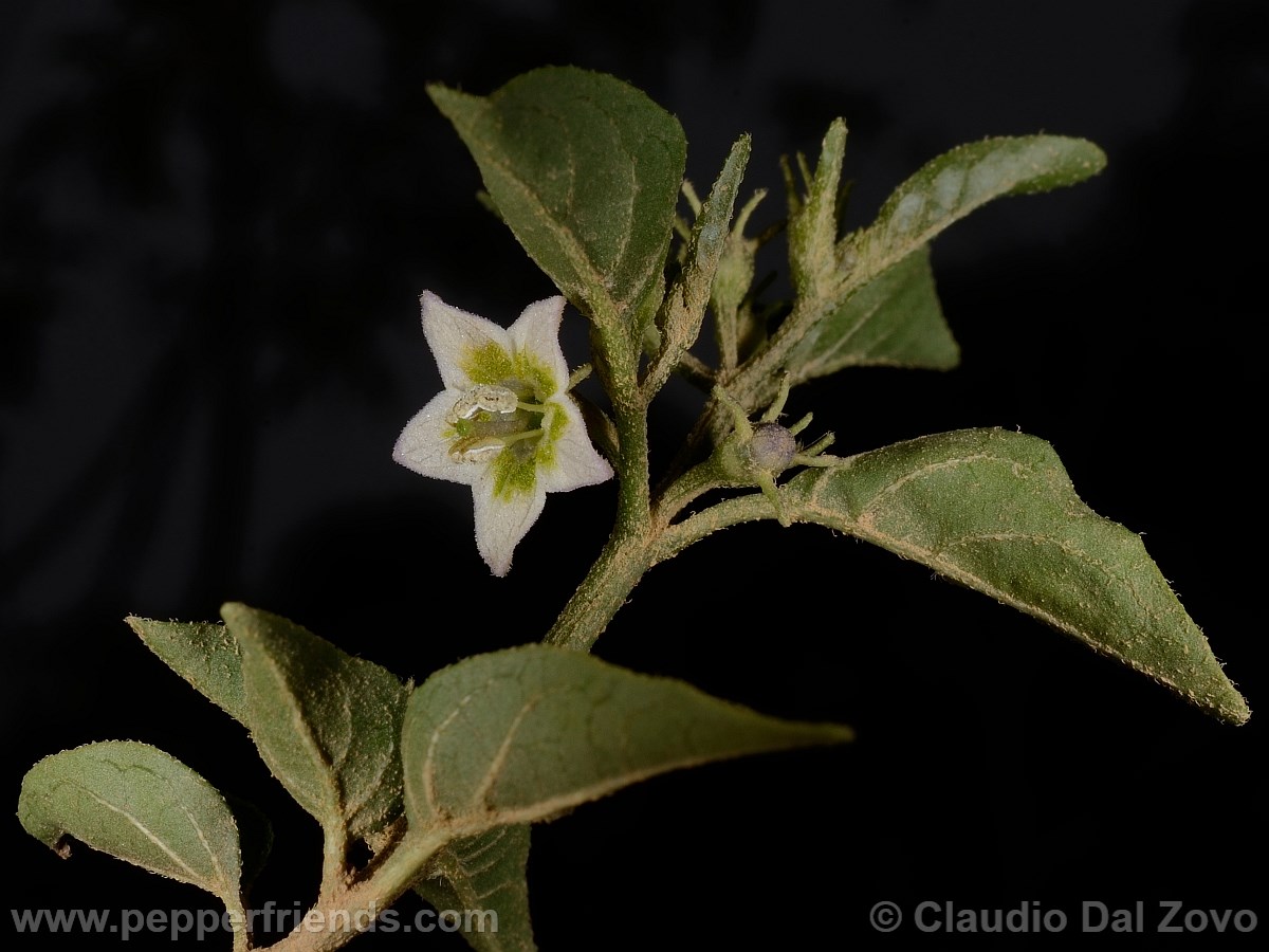 eximium_a_fiore02.jpg