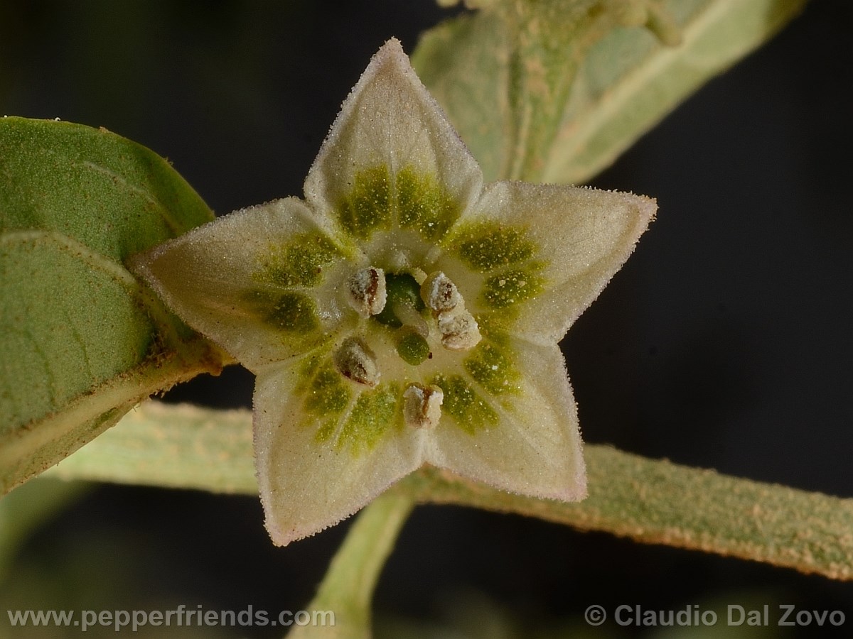 eximium_a_fiore03.jpg