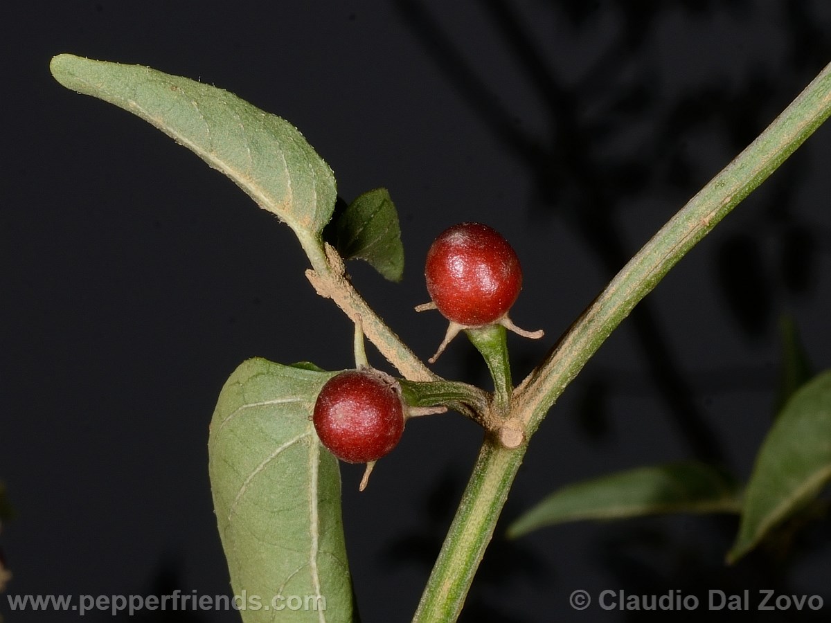 eximium_a_frutto03.jpg