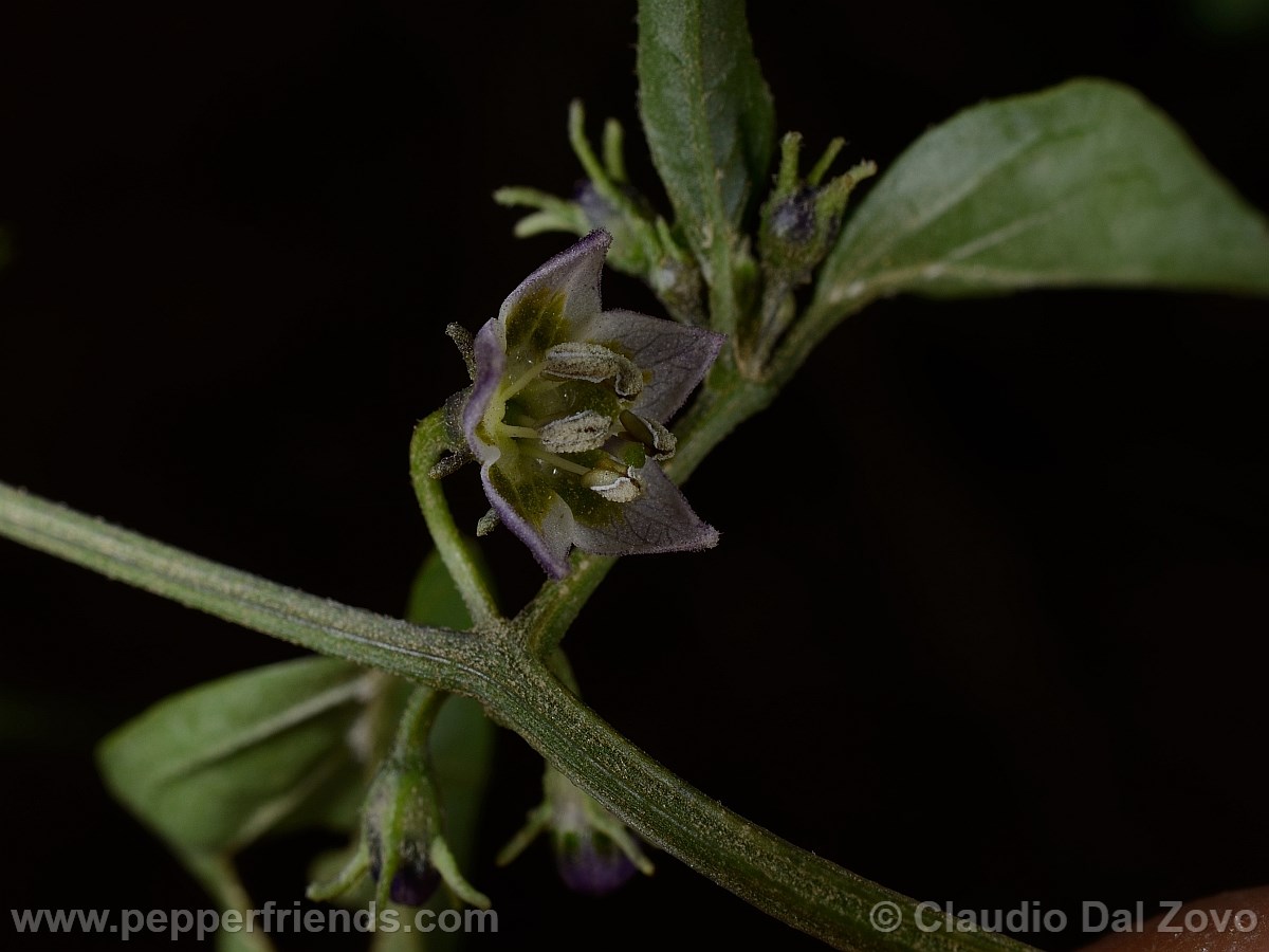 eximium_b_fiore02.jpg