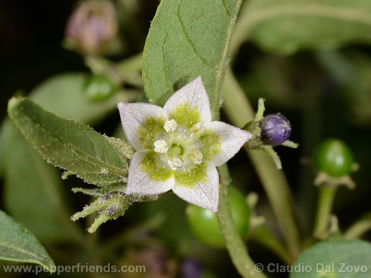 eximium_b_fiore04.jpg