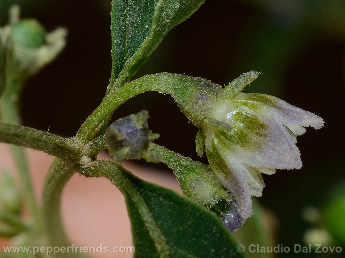 eximium_c_fiore01.jpg