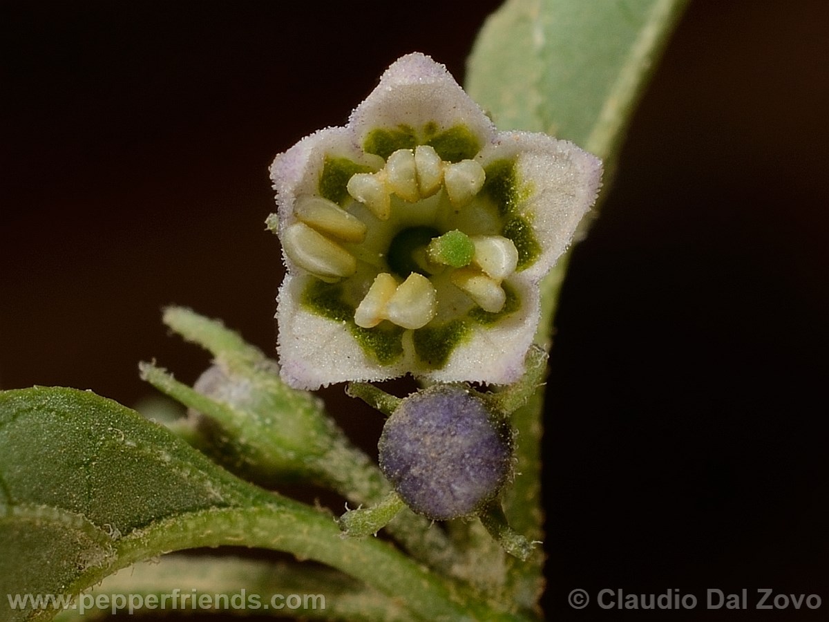 eximium_c_fiore02.jpg