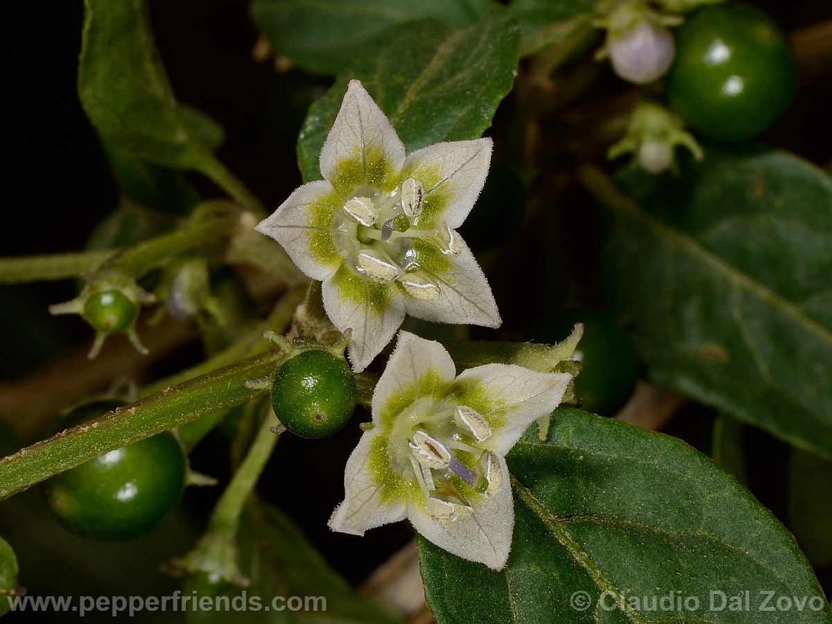 eximium_d_fiore06.jpg