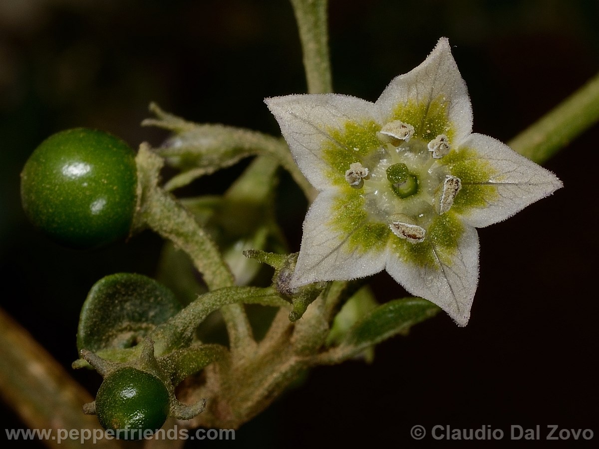 eximium_d_fiore07.jpg