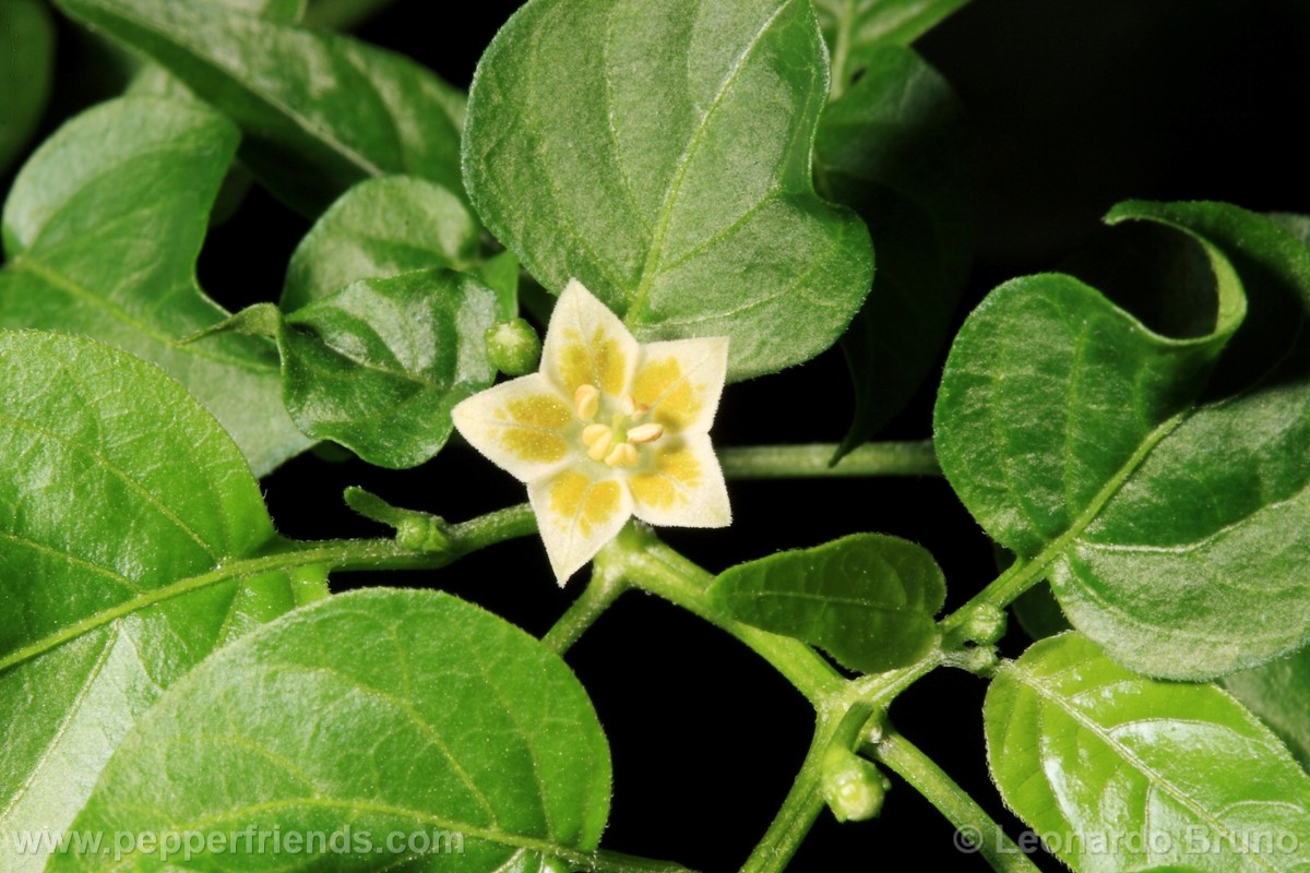 165baccbaccchontafiore02.jpg