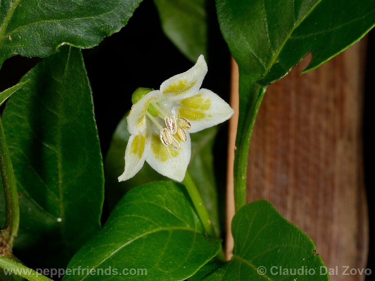 baccbaccchontafiore01.jpg
