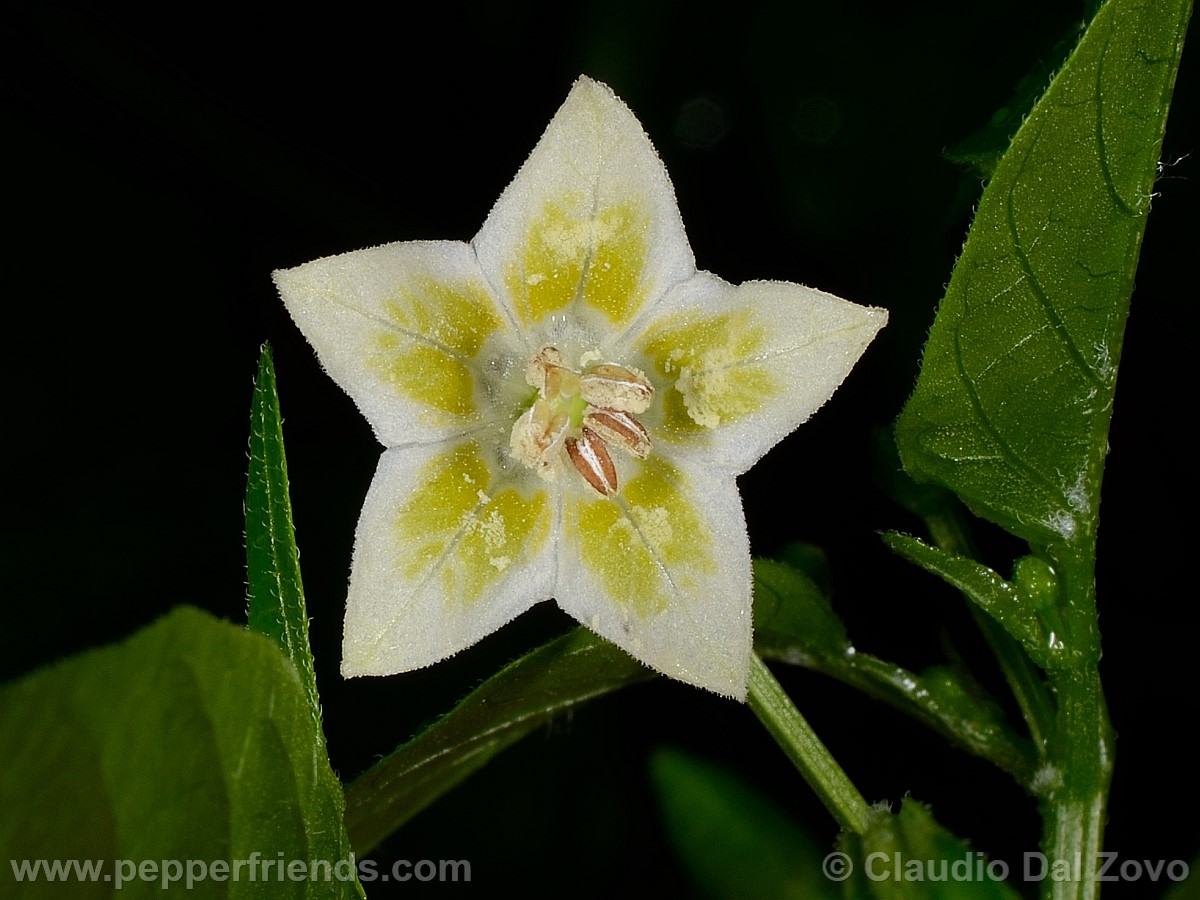 baccbaccnadiafiore04.jpg