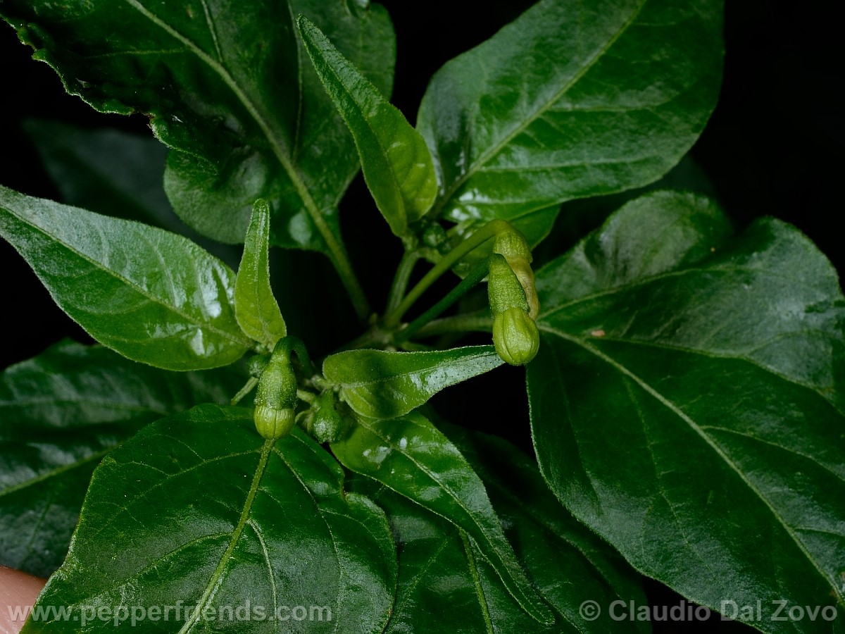 frutescenswildbocciolo01.jpg