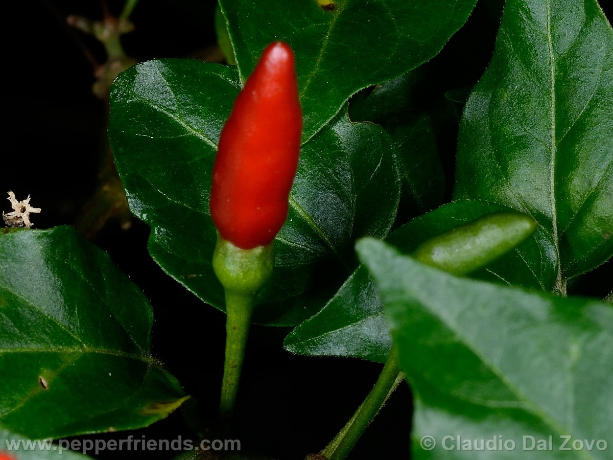 frutescenswildfrutto01.jpg