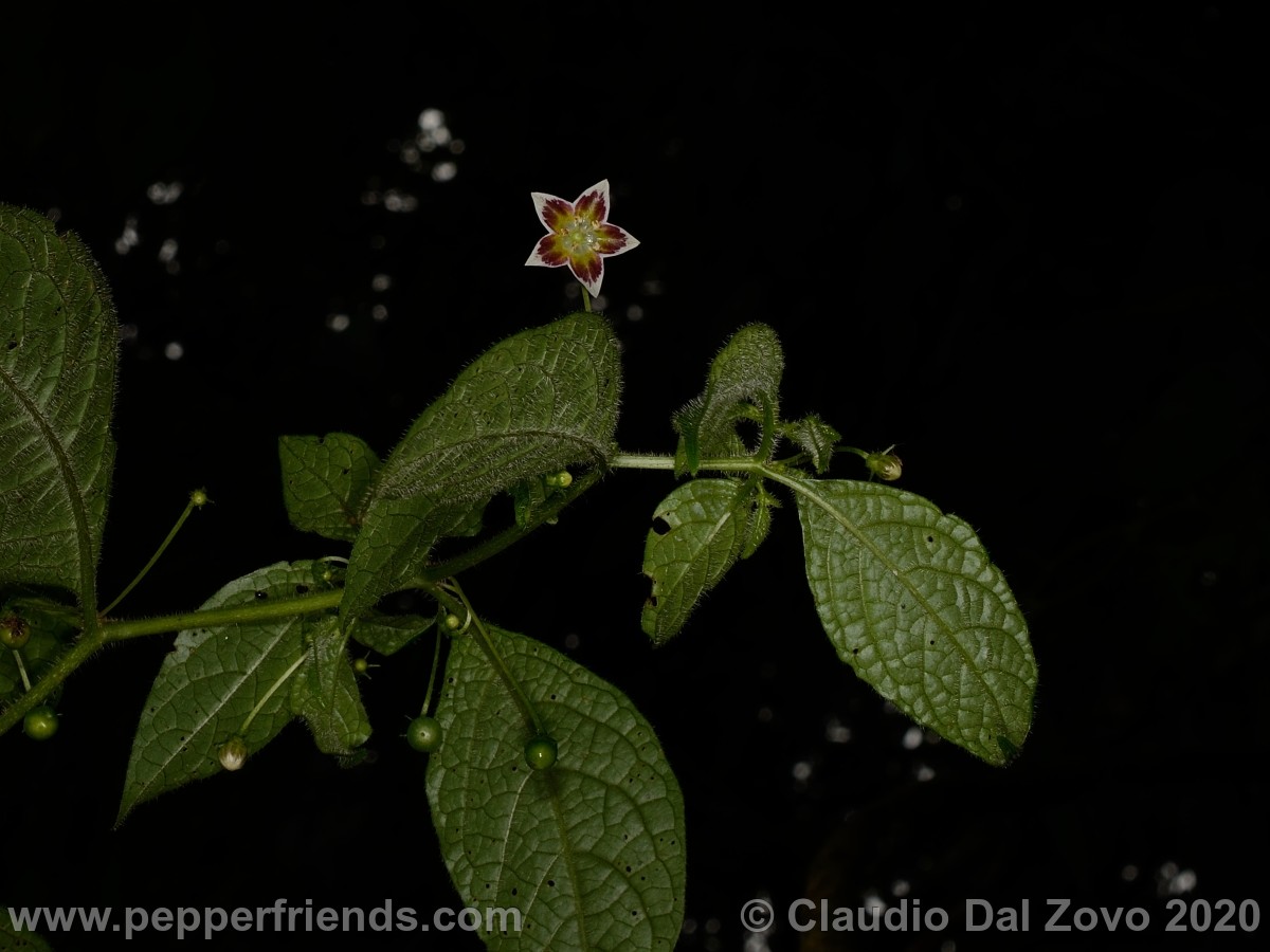 buforum_villosa-foglie-fiore_01.jpg