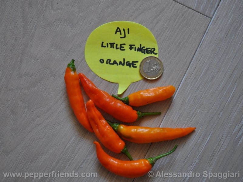aji-little-finger-orange_001_frutto_02.j