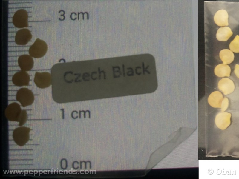 czech-black_001_asemi_01.jpg