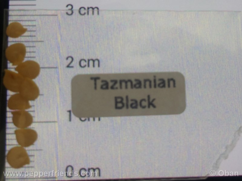 tazmanian-black_001_asemi_01.jpg