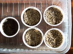 copertura dei semi con vermiculite.jpg