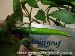 Capsicum annuum Cayenna 10.jpg