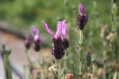 20130623 Fiori Di lavanda