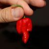 20130831 Trinidad Scorpion Butch T